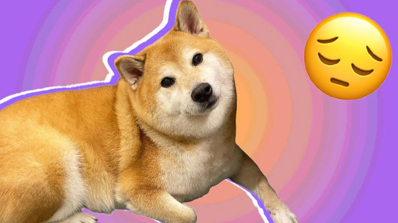 Viral Meme’lerin Vazgeçilmezi Köpek Cheems, Ameliyat Sırasında Hayatını Kaybetti