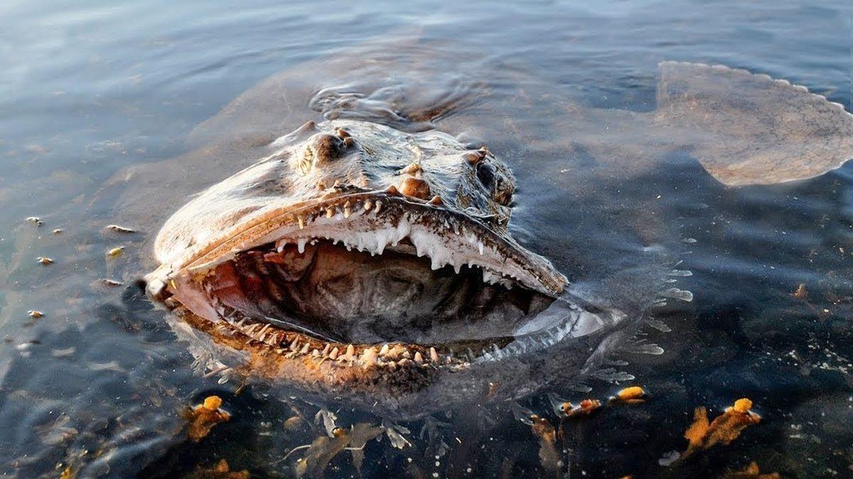 Dünya’daki Tüm Okyanus, Deniz ve Göller İçme Suyuna Dönüşseydi Nolurdu? Emin Olun, Hiç İstemezdiniz!