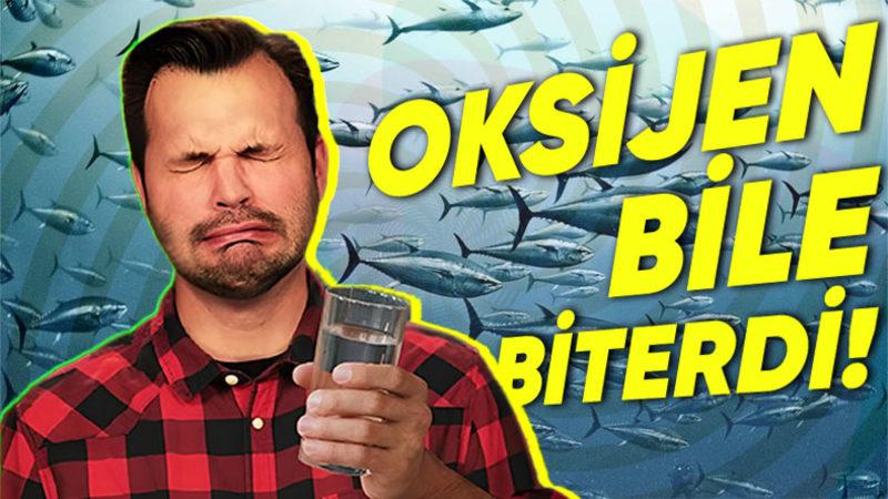 Dünya’daki Tüm Okyanus, Deniz ve Göller İçme Suyuna Dönüşseydi Nolurdu? Emin Olun, Hiç İstemezdiniz!