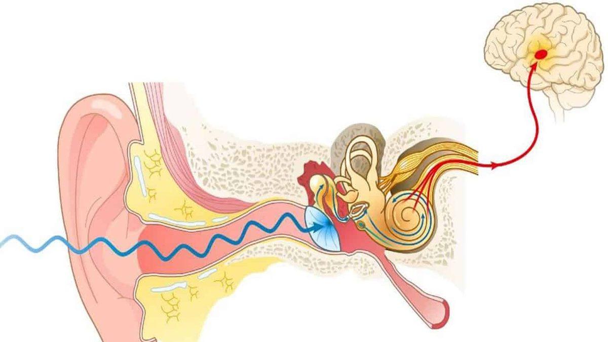 Yüksek veya Kısık Olması Fark Etmeksizin Bir Sesin Uzaktan mı, Yakından mı Geldiğini Nasıl Anlayabiliyoruz?