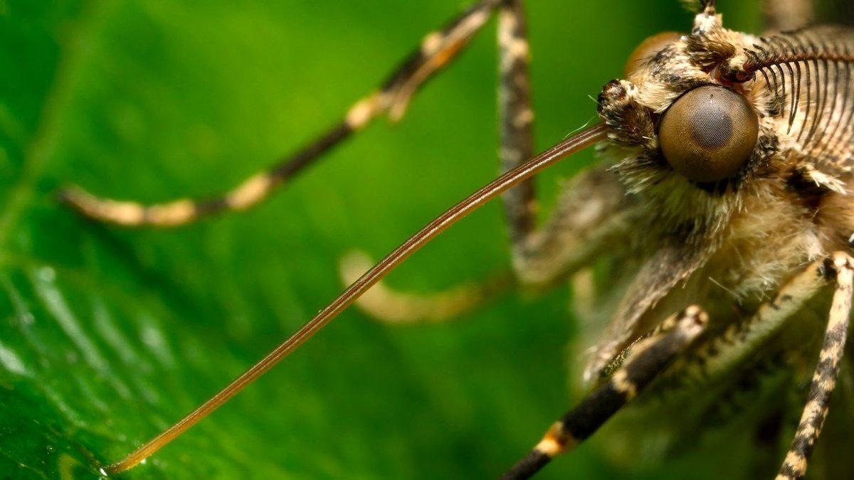 İnsan Başına Kaç Adet Sivrisinek Düştüğünü Öğrenince Bu Gece Hiç Rahat Uyuyamayacaksınız!