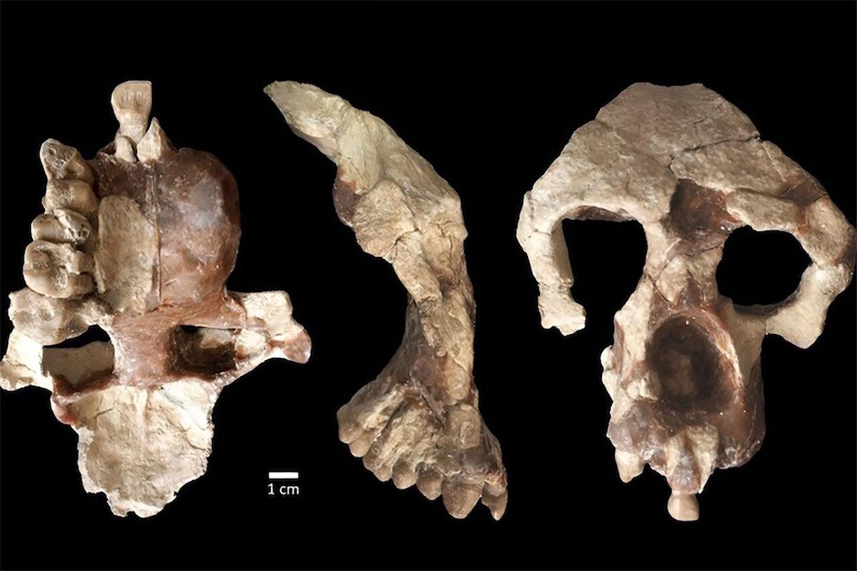 Çankırı’da Bulunan 8,7 Milyon Yıllık İnsansı Fosili, Kökenimize Yönelik Bildiklerimizle Ters Düşüyor