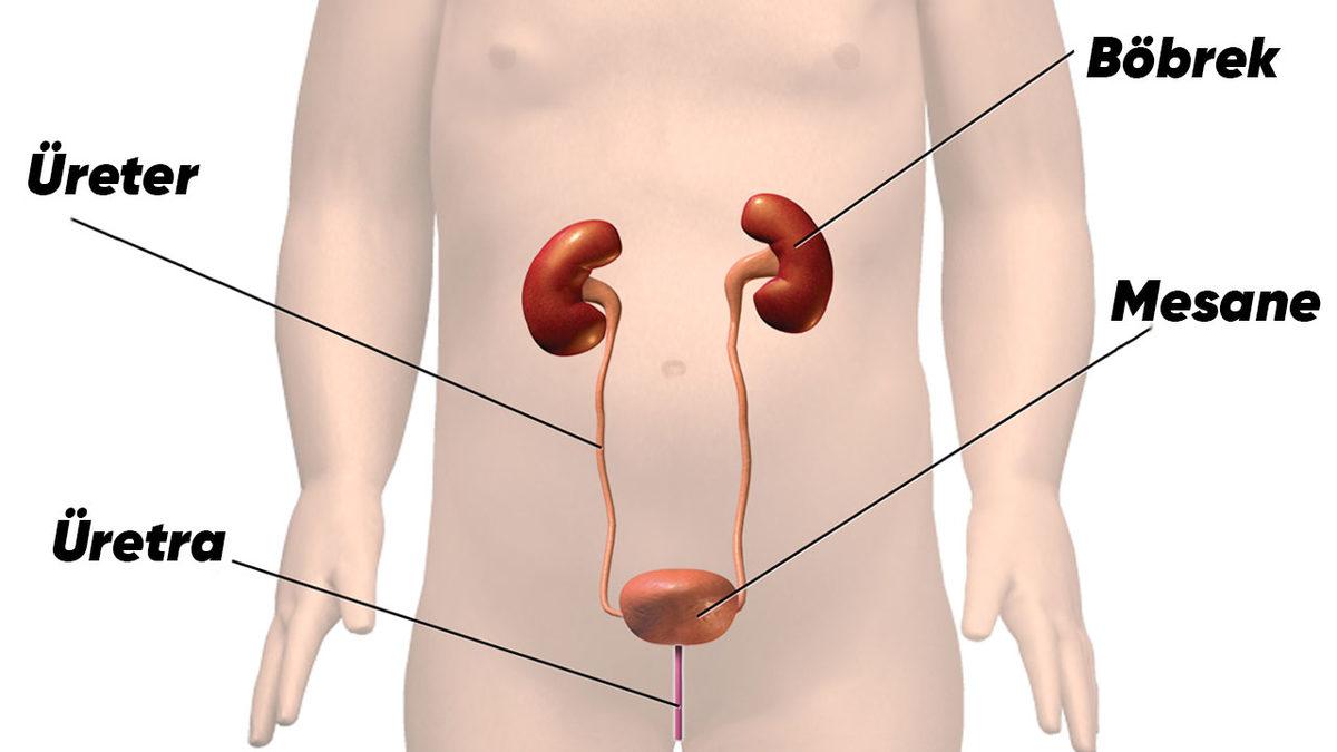 Yetişkinler Uykularında İdrar İhtiyacı İçin Uyanabiliyorken Çocuklar Neden Yataklarını Islatıyor?