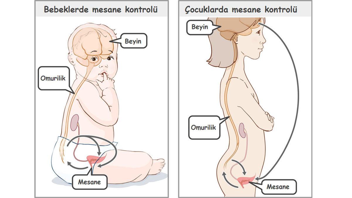 Yetişkinler Uykularında İdrar İhtiyacı İçin Uyanabiliyorken Çocuklar Neden Yataklarını Islatıyor?