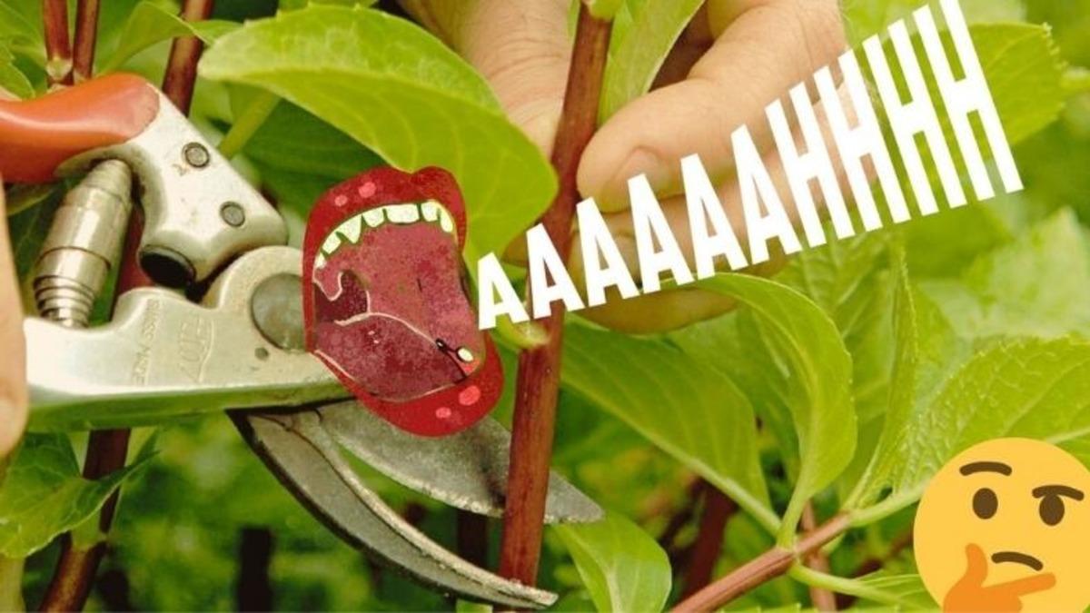 Bitkileri Dalından Kopardığınızda Çığlık Attıklarını Biliyor muydunuz? (O Halde Onları Neden Duyamıyoruz?)