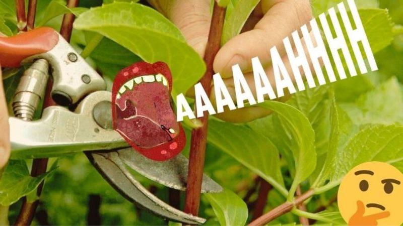 Bitkileri Dalından Kopardığınızda Çığlık Attıklarını Biliyor muydunuz? (O Halde Onları Neden Duyamıyoruz?)