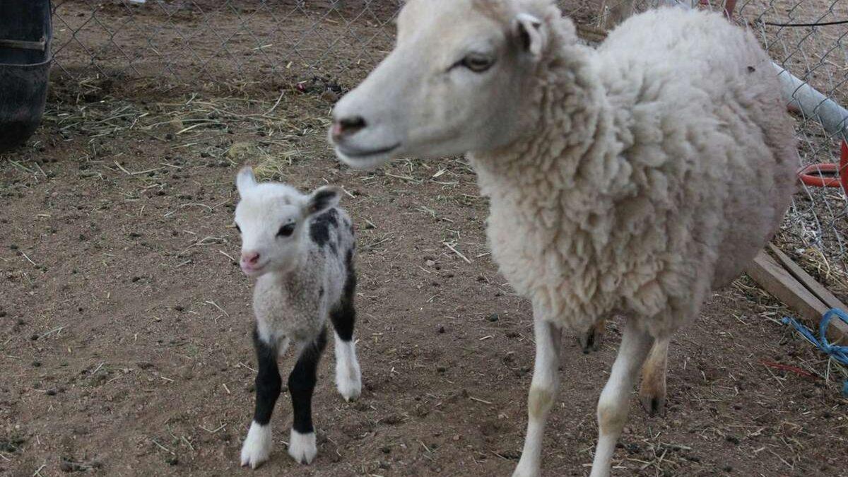 İnsan-Hayvan Melezi Canlılar Yetiştirirsek Ne Olur? Aslında Gerçek Olabilir!