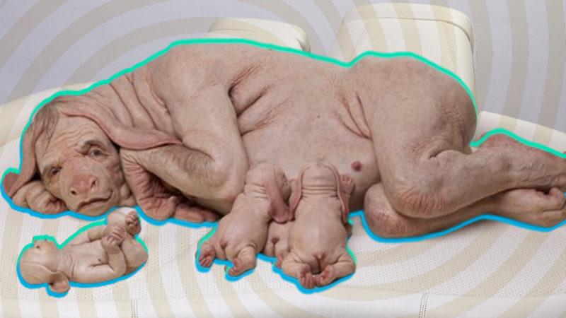 İnsan-Hayvan Melezi Canlılar Yetiştirirsek Ne Olur? Aslında Gerçek Olabilir!