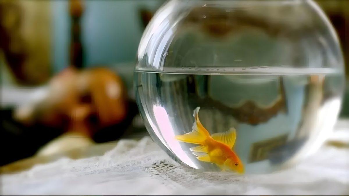 Dikkat Süremizin Bir Japon Balığından Bile Düşük Seviyeye İnmesinin Nedenini Öğrenince 