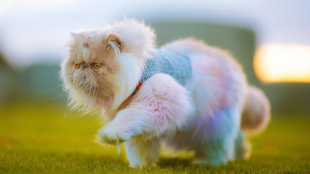 Asla Tüy Dökmez Yanılgısıyla Bilinen İran Kedileri Hakkında 9 Gerçek Bilgi