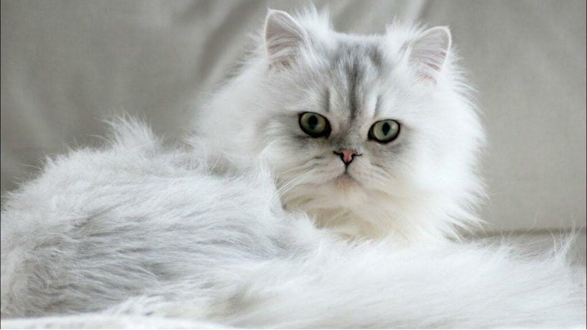 Asla Tüy Dökmez Yanılgısıyla Bilinen İran Kedileri Hakkında 9 Gerçek Bilgi