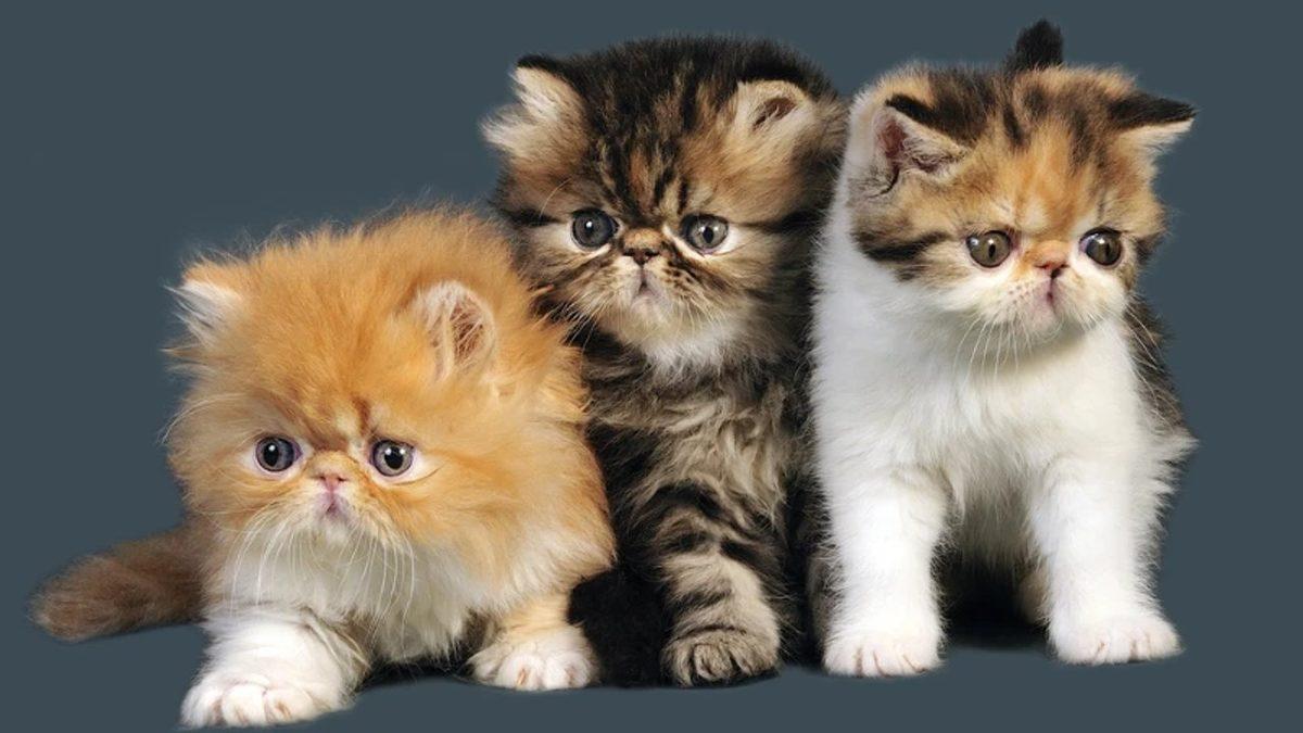 Asla Tüy Dökmez Yanılgısıyla Bilinen İran Kedileri Hakkında 9 Gerçek Bilgi