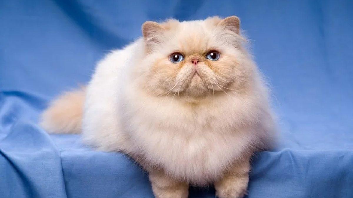 Asla Tüy Dökmez Yanılgısıyla Bilinen İran Kedileri Hakkında 9 Gerçek Bilgi