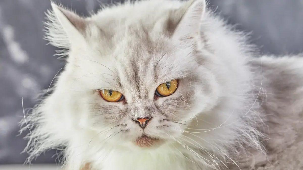 Asla Tüy Dökmez Yanılgısıyla Bilinen İran Kedileri Hakkında 9 Gerçek Bilgi
