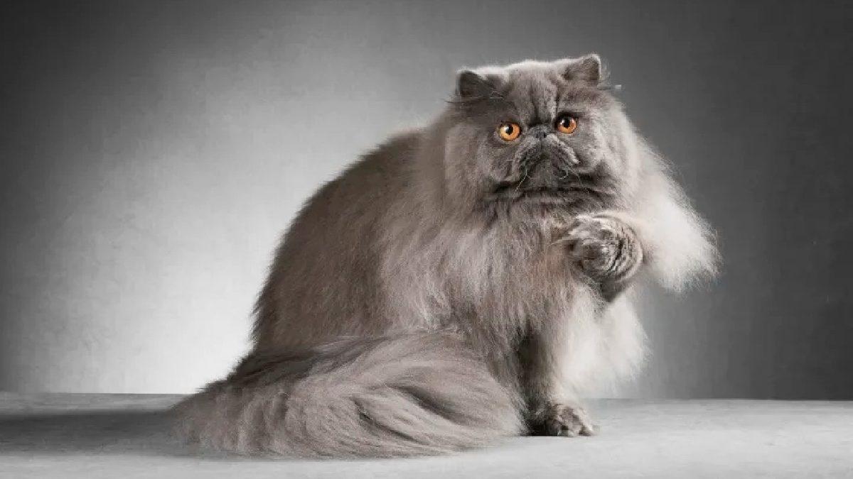 Asla Tüy Dökmez Yanılgısıyla Bilinen İran Kedileri Hakkında 9 Gerçek Bilgi