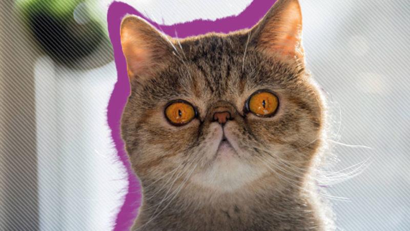 Asla Tüy Dökmez Yanılgısıyla Bilinen İran Kedileri Hakkında 9 Gerçek Bilgi