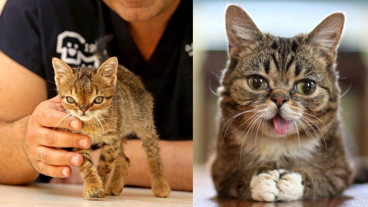 Sosyal Medyada Karşımıza Çıkan “Down Sendromlu Hayvanlar” ile İlgili Hiç Bilmediğiniz Gerçekler