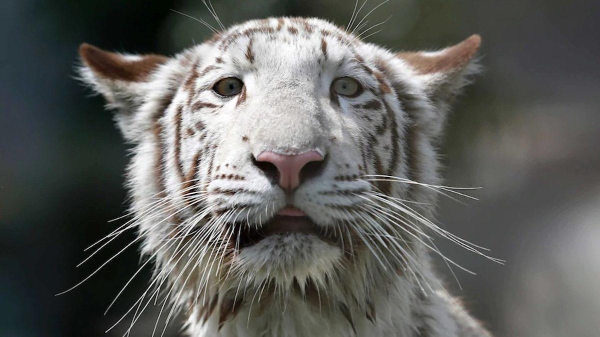 Sosyal Medyada Karşımıza Çıkan “Down Sendromlu Hayvanlar” ile İlgili Hiç Bilmediğiniz Gerçekler