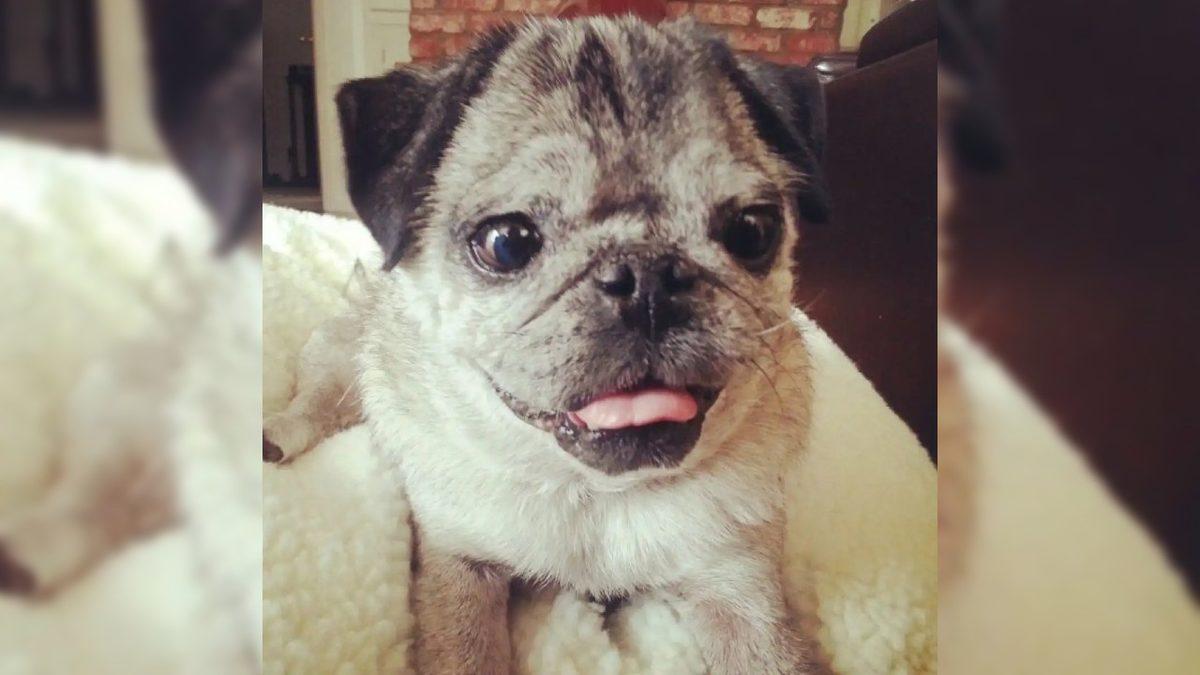 Sosyal Medyada Karşımıza Çıkan “Down Sendromlu Hayvanlar” ile İlgili Hiç Bilmediğiniz Gerçekler