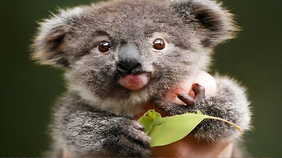 Sosyal Medyada Karşımıza Çıkan “Down Sendromlu Hayvanlar” ile İlgili Hiç Bilmediğiniz Gerçekler