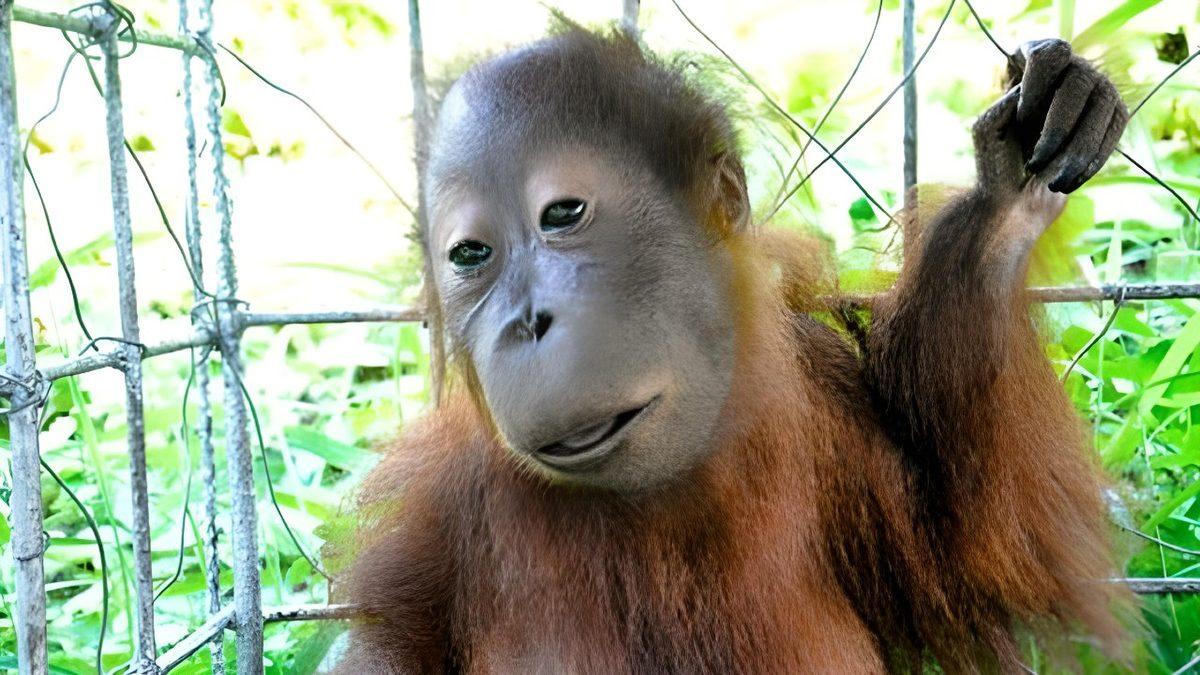 Sosyal Medyada Karşımıza Çıkan “Down Sendromlu Hayvanlar” ile İlgili Hiç Bilmediğiniz Gerçekler