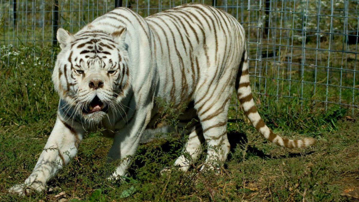 Sosyal Medyada Karşımıza Çıkan “Down Sendromlu Hayvanlar” ile İlgili Hiç Bilmediğiniz Gerçekler