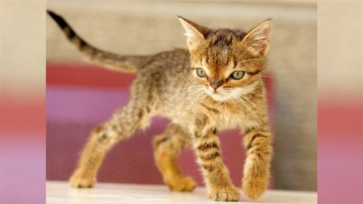 Sosyal Medyada Karşımıza Çıkan “Down Sendromlu Hayvanlar” ile İlgili Hiç Bilmediğiniz Gerçekler