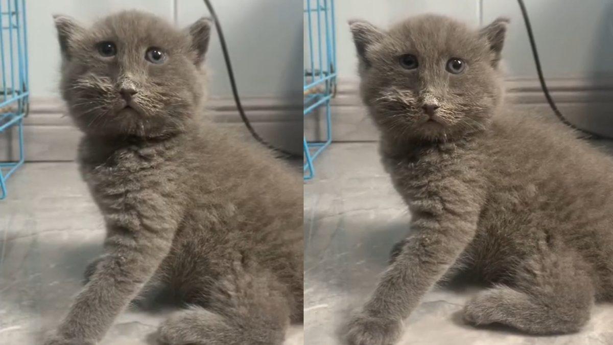 Sosyal Medyada Karşımıza Çıkan “Down Sendromlu Hayvanlar” ile İlgili Hiç Bilmediğiniz Gerçekler