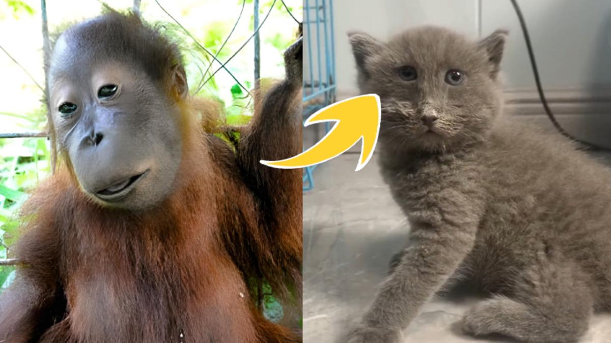 Sosyal Medyada Karşımıza Çıkan “Down Sendromlu Hayvanlar” ile İlgili Hiç Bilmediğiniz Gerçekler