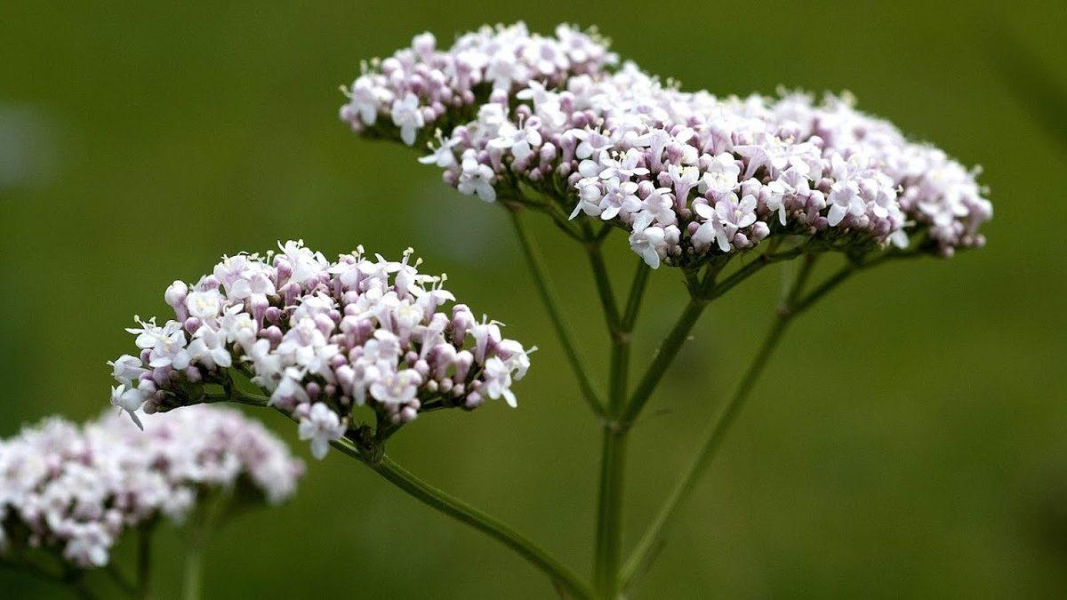İnsanların Binlerce Yıldır Tıbbi Amaçla Kullandığı İlginç Bitki: ’Kedi Otu’ Nedir, Yararları ve Zararları Nelerdir?