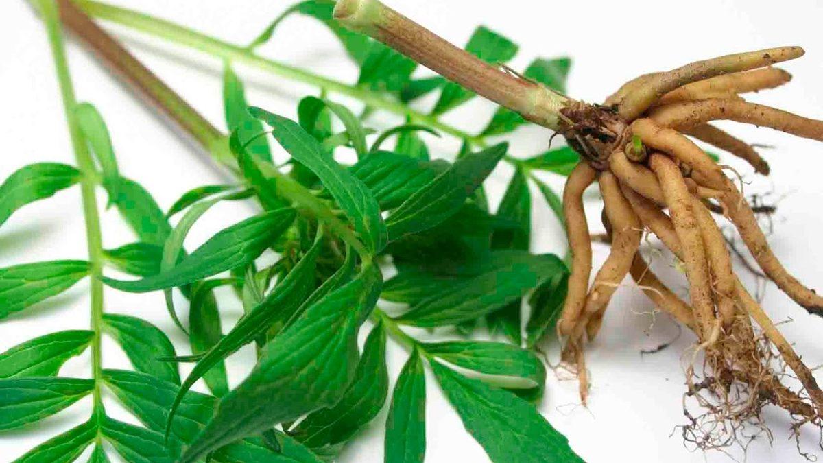 İnsanların Binlerce Yıldır Tıbbi Amaçla Kullandığı İlginç Bitki: ’Kedi Otu’ Nedir, Yararları ve Zararları Nelerdir?