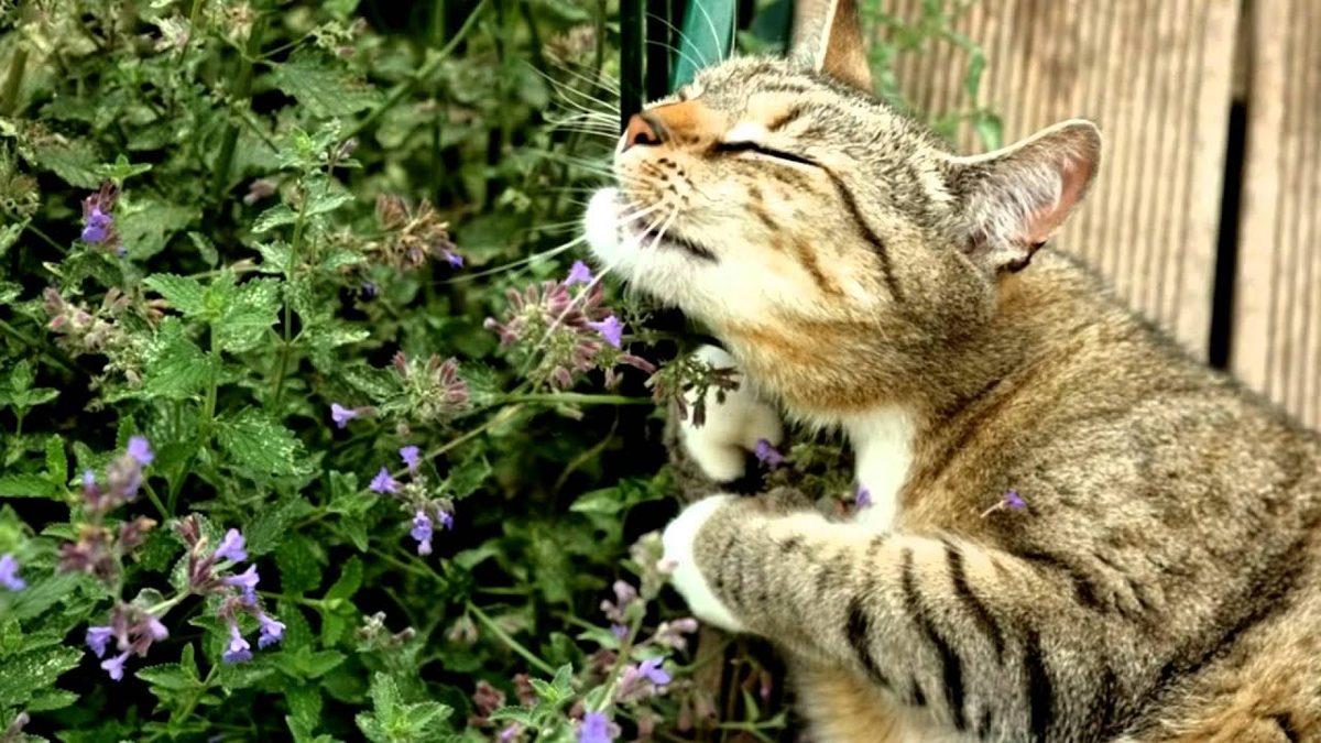 İnsanların Binlerce Yıldır Tıbbi Amaçla Kullandığı İlginç Bitki: ’Kedi Otu’ Nedir, Yararları ve Zararları Nelerdir?