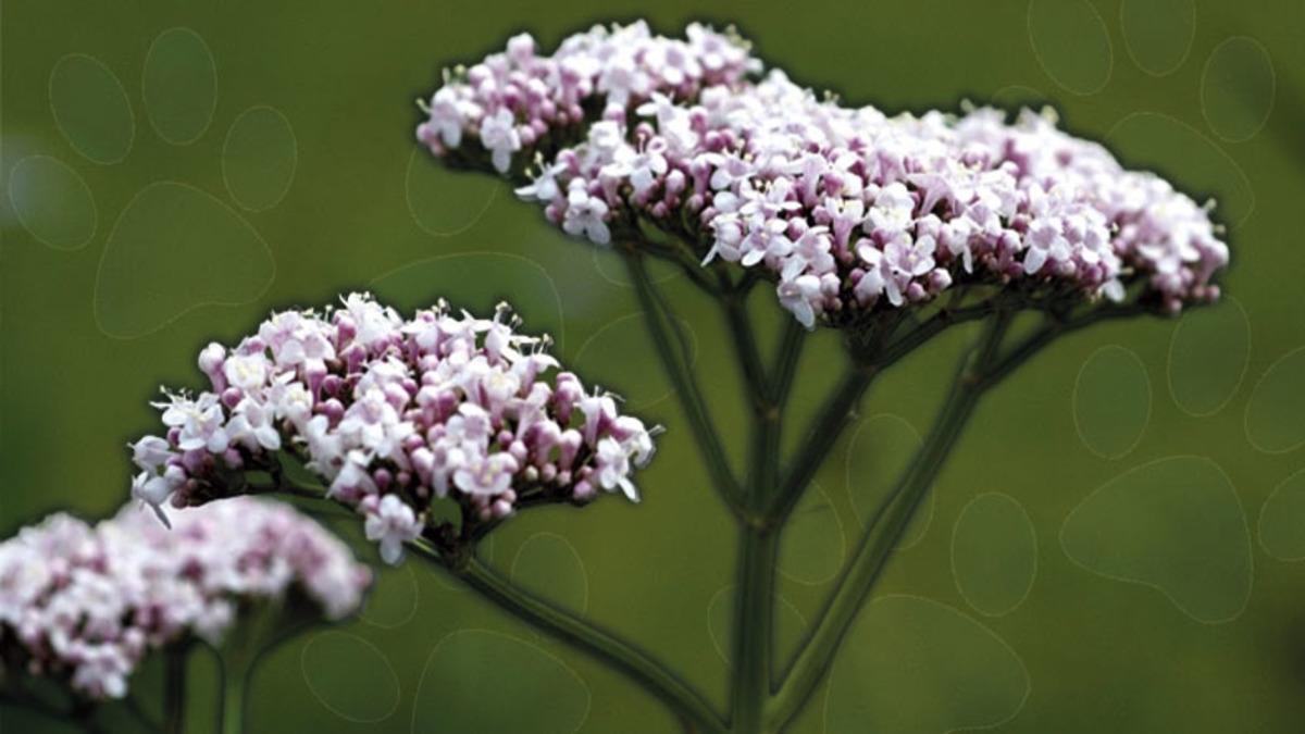 İnsanların Binlerce Yıldır Tıbbi Amaçla Kullandığı İlginç Bitki: ’Kedi Otu’ Nedir, Yararları ve Zararları Nelerdir?