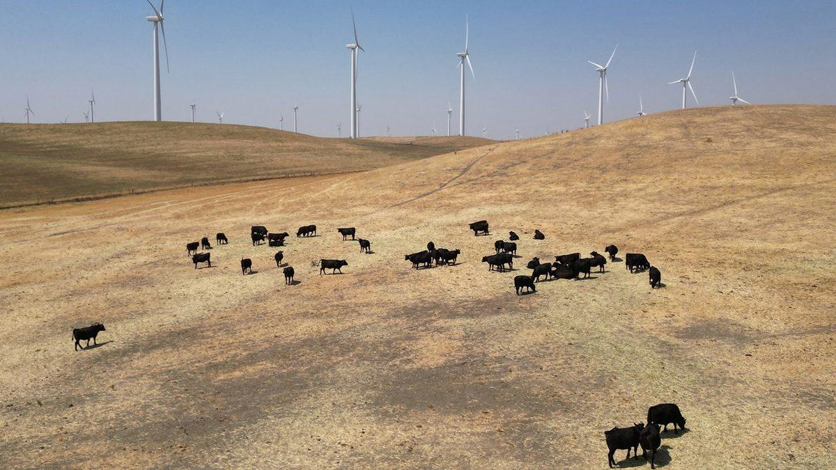 Silikon Vadisi’ndeki Bir Grup Milyarderin Kurmak İstediği Gizli Ütopik Şehir