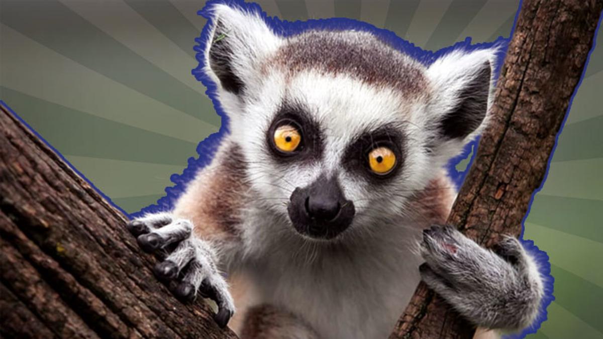 Nasıl Oluyor da Böcekleri Kullanarak Kendi İlaçlarını Yapıyorlar? Lemurlar Hakkında Ağzınızı Açık Bırakacak 10 Özellik