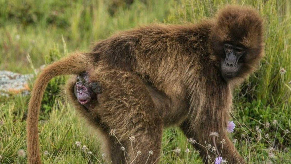 Çoğu Hayvan Doğar Doğmaz Koşabiliyorken İnsan Yavruları Neden Bu Kadar Aciz Bir Şekilde Doğuyor?