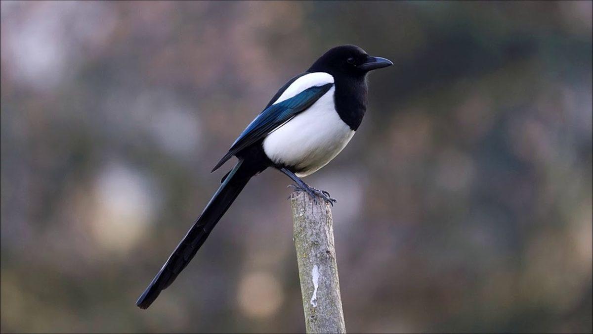 Aynaya Bakınca Kendilerini Tanıyabilen Saksağanların Ne Kadar Zeki Olduğunu Kanıtlayan 9 Özelliği