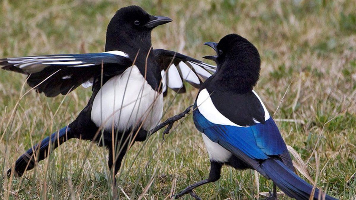 Aynaya Bakınca Kendilerini Tanıyabilen Saksağanların Ne Kadar Zeki Olduğunu Kanıtlayan 9 Özelliği