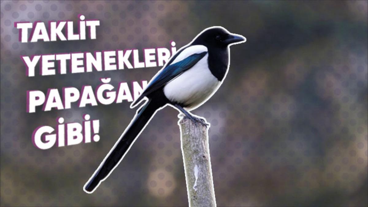 Aynaya Bakınca Kendilerini Tanıyabilen Saksağanların Ne Kadar Zeki Olduğunu Kanıtlayan 9 Özelliği