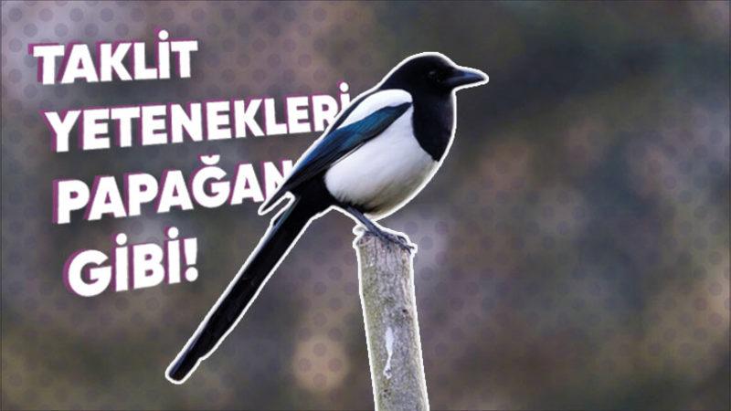 Aynaya Bakınca Kendilerini Tanıyabilen Saksağanların Ne Kadar Zeki Olduğunu Kanıtlayan 9 Özelliği