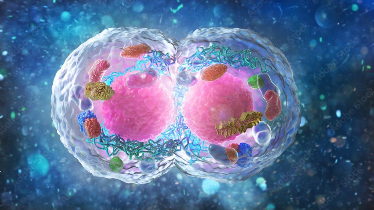 Her Birimizin Farklı Görünmesinin, Düşünmesinin, Hissetmesinin Anahtarı Olan ‘Mayoz Bölünme’ Nedir?