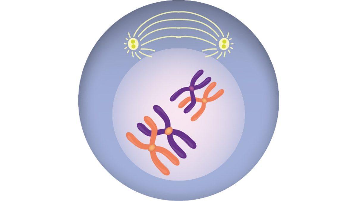 Her Birimizin Farklı Görünmesinin, Düşünmesinin, Hissetmesinin Anahtarı Olan ‘Mayoz Bölünme’ Nedir?