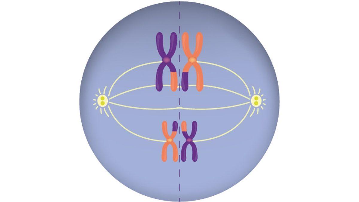 Her Birimizin Farklı Görünmesinin, Düşünmesinin, Hissetmesinin Anahtarı Olan ‘Mayoz Bölünme’ Nedir?