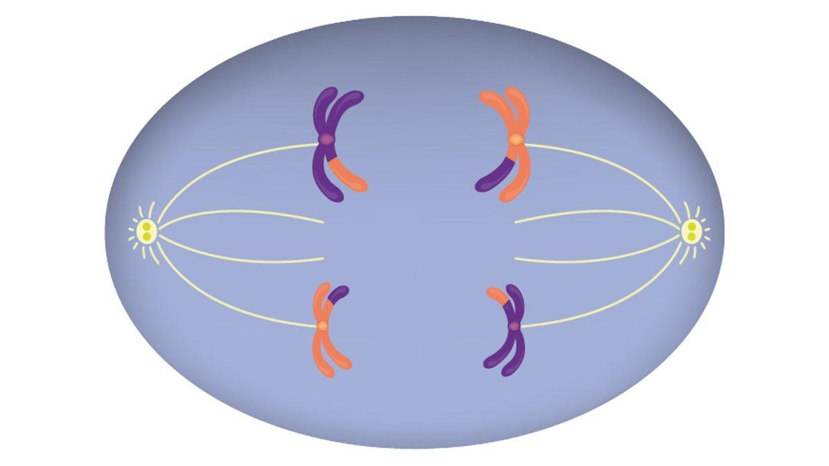 Her Birimizin Farklı Görünmesinin, Düşünmesinin, Hissetmesinin Anahtarı Olan ‘Mayoz Bölünme’ Nedir?