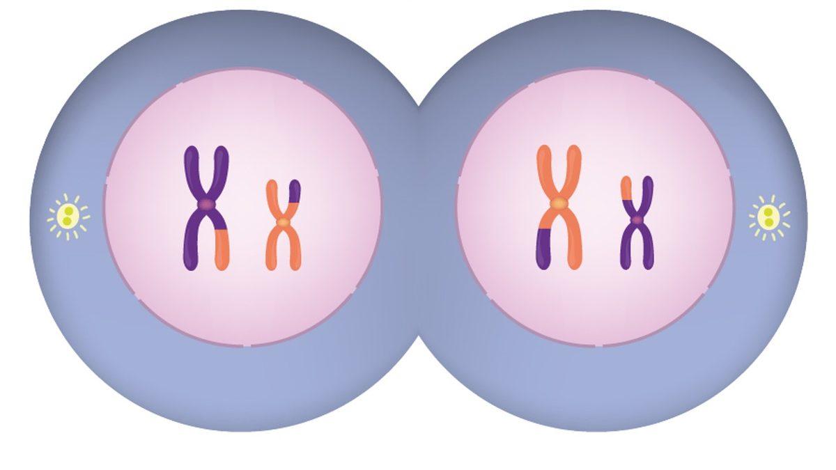 Her Birimizin Farklı Görünmesinin, Düşünmesinin, Hissetmesinin Anahtarı Olan ‘Mayoz Bölünme’ Nedir?