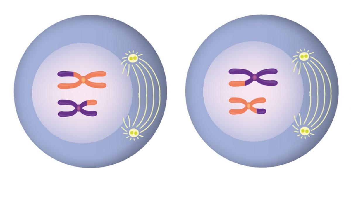 Her Birimizin Farklı Görünmesinin, Düşünmesinin, Hissetmesinin Anahtarı Olan ‘Mayoz Bölünme’ Nedir?