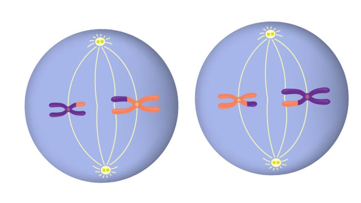 Her Birimizin Farklı Görünmesinin, Düşünmesinin, Hissetmesinin Anahtarı Olan ‘Mayoz Bölünme’ Nedir?