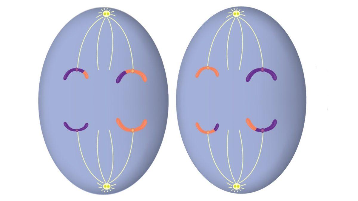 Her Birimizin Farklı Görünmesinin, Düşünmesinin, Hissetmesinin Anahtarı Olan ‘Mayoz Bölünme’ Nedir?
