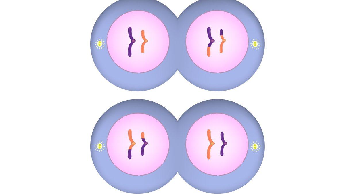 Her Birimizin Farklı Görünmesinin, Düşünmesinin, Hissetmesinin Anahtarı Olan ‘Mayoz Bölünme’ Nedir?
