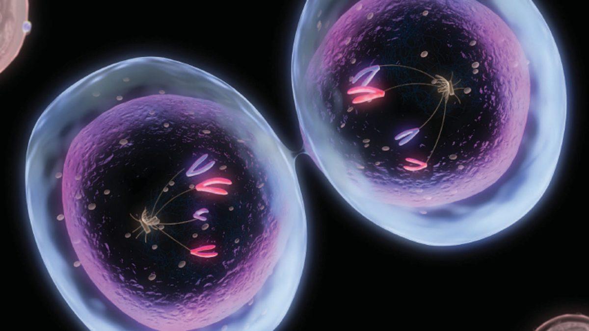 Her Birimizin Farklı Görünmesinin, Düşünmesinin, Hissetmesinin Anahtarı Olan ‘Mayoz Bölünme’ Nedir?